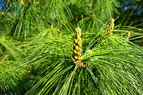 Kiefer, Nadelbaum, Baum, Ast, pinus wallichiana, blaue Kiefer, Himalaya-Kiefer, Nadel, Kegel, grüne Farbe, Pflanze, Wachstum, Nahansicht, Schönheit in der Natur, Natur, Tag, Fokus auf den Vordergrund, keine Leute, Blatt, draußen, Pflanzenteil, Pinaceae, Frische, Nadel - Pflanzenteil, Ruhe, Vollbild, Palmblatt, 5K, CC0, gemeinfrei, lizenzfrei