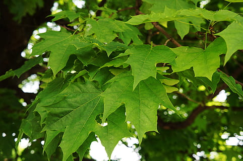 maple, leaves, branca d'un arbre, primer pla, maple, fulles, arbre, branca, naturalesa, verds, planta, full, color verd, a l'aire lliure, cap gent, dia, part de la planta, creixement, centrar-se en primer pla, bellesa a la natura, frescor, tranquil·litat, llum solar, vena de la fulla, menjar i beguda, enfocament selectiu, 4K, CC0, domini públic, lliure de regalies