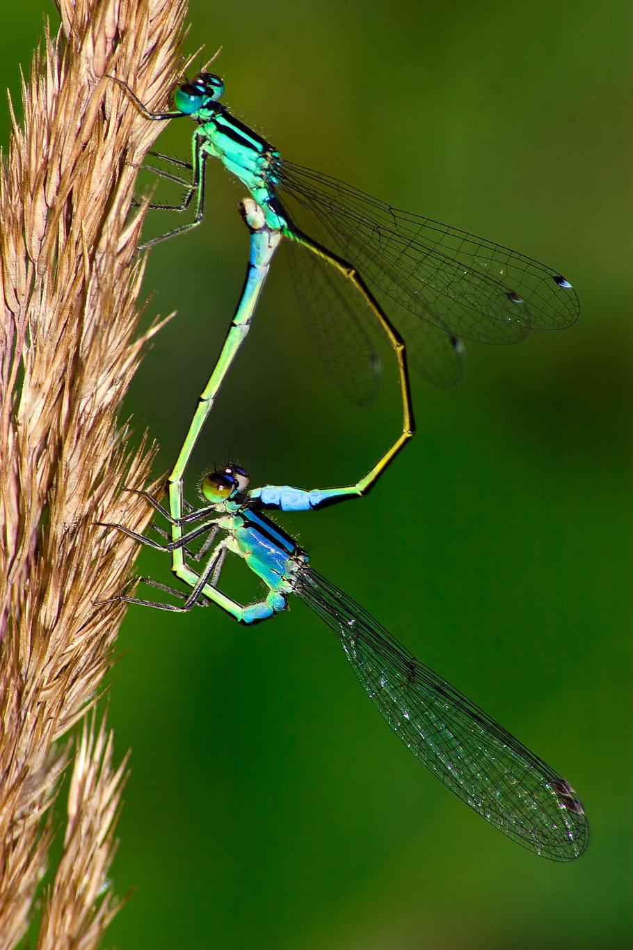 libèl·lula, insecte, macro, maragda comuna, fauna animal, senyoreta, color verd, animals a la natura, naturalesa, temes d'animals, animal, invertebrat, planta, un animal, ala dels animals, primer pla, cap gent, part del cos dels animals, a l'aire lliure, centrar-se en primer pla, zoologia, dia, ull d’animals, 2K