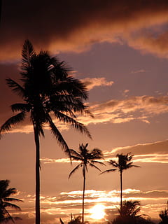 kokos træer, solnedgang, Fiji, himmel, skyer, farverig, farver, smuk, sol, Palmer, troperne, tropisk, natur, uden for, destinationer, Palme træ, skumring, tropisk klima, hav, strand, silhuet, sommer, sollys, træ, sky - himmel, plante, skønhed i naturen, scenics - natur, ro, rolig scene, kokos palme, idyllisk, ferier, tropisk træ, dramatisk himmel, rejse, ingen mennesker, udendørs, palmblad, romantisk himmel, 4K, CC0, offentligt domæne, royaltyfrie