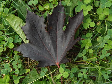 hoja de arce, naturaleza, trébol, arce, hoja, verano, prado, Planta salvaje, bosque, color verde, planta, de cerca, nadie, parte de la planta, día, al aire libre, crecimiento, vista de alto ángulo, vena de la hoja, árbol, tierra, otoño, vulnerabilidad, fragilidad, belleza en la naturaleza, hiedra, seco, hojas, cambio, 4K, CC0, dominio público, libre de derechos