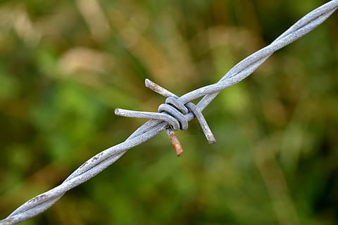 filferro espinós, òxid, node, centrar-se en primer pla, primer pla, cap gent, planta, naturalesa, dia, cable, metall, seguretat, tanca, límit, barrera, color verd, protecció, agut, a l'aire lliure, temes d'animals, fauna animal, 5K, CC0, domini públic, lliure de regalies