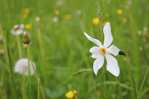 narcise, flori, primăvară, planta cu flori, floare, plantă, prospeţime, frumusețe în natură, fragilitate, petală, vulnerabilitate, creştere, a închide, natură, cap de floare, culoare alba, inflorescenţă, nici o persoana, Culoarea verde, camp, botanică, iarbă, în aer liber, polen, iris - plantă, 5K, CC0, domeniu public, fără drepturi de autor
