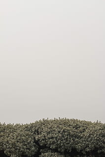 antenne, fotografering, grøn, træer, Foto, blad træ, tapet, lås skærm baggrund, iPhone wallpapers, iphone baggrunde, Finland, træ, plante, skønhed i naturen, himmel, ro, kopiere plads, vækst, skyfri himmel, rolig scene, jord, natur, scenics - natur, dag, ingen mennesker, ikke-urbane scene, miljø, landskab, udendørs, Skov, Mark, fyrretræ, nåletræ, 5K, CC0, offentligt domæne, royaltyfrie
