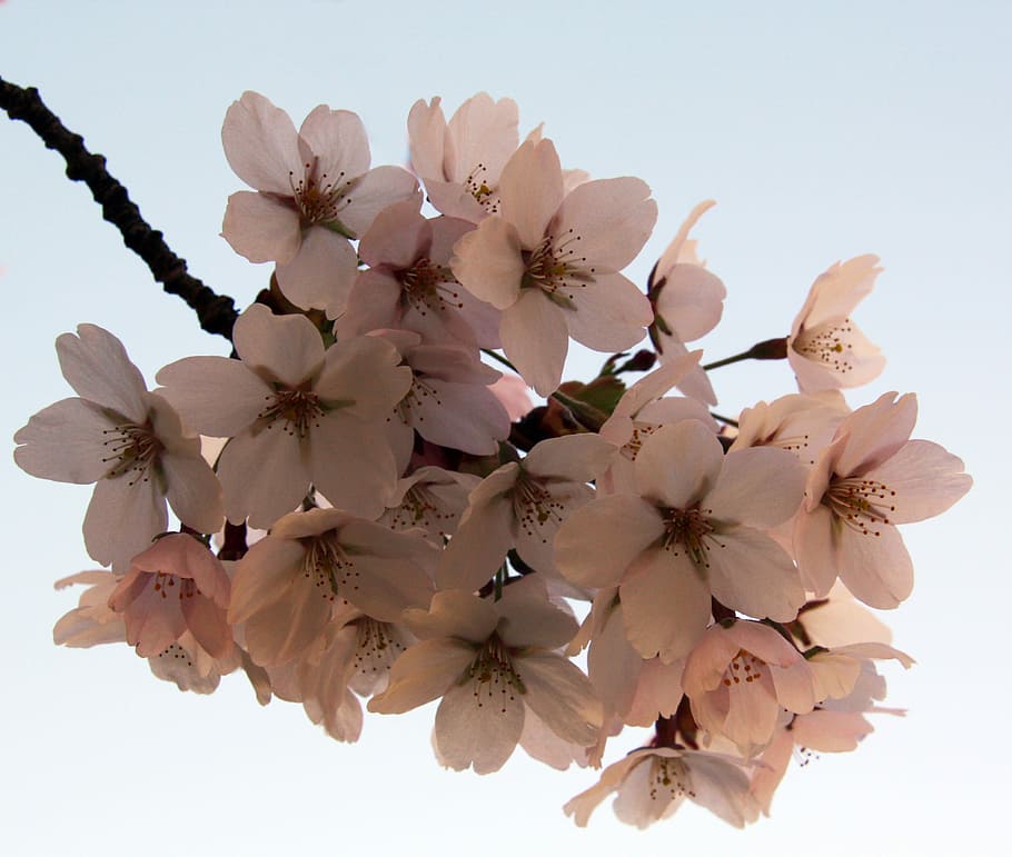 Blumen, Apfel, Frühling, schließen, nah dran, natürlich, Natur, Blume, Pflanze, Ast, Weiß, Nahansicht, weißer Hintergrund, keine Leute, Zerbrechlichkeit, blühende Pflanze, Verletzlichkeit, Schönheit in der Natur, Frische, Blütenblatt, Wachstum, Blütenkopf, Blütenstand, weiße Farbe, klarer Himmel, blühen, Himmel, Flachwinkelansicht, Pollen, Kirschblüte, Kirschbaum, 2K