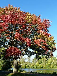 maple tree, tree, autumn, fall foliage, october, fall color, autumn colours, foliage, nature, acer platanoides, needle leaf maple, deciduous tree, acer, norway maple, maple, park, river, idyll, plant, growth, beauty in nature, sky, day, no people, change, tranquility, clear sky, outdoors, sunlight, green color, low angle view, tranquil scene, scenics - nature, field, 2K, CC0, public domain, royalty free