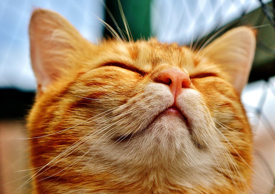 taronja, gat, blanc, wisk, verat, divertit, vermell, gat de tigre, gatet, mieze, gat vermell, tabby de verat vermell, ulls de gat, cara de gat, mascota, gat domèstic, mascotes, animal, bonic, felí, animals domèstics, mamífer, a l'aire lliure, naturalesa, animal jove, mirant, gat de gingebre, pell, color taronja, bigotis, animals i mascotes, ratlles, un animal, part del cos dels animals, nacional, temes d'animals, primer pla, vertebrats, cap gent, centrar-se en primer pla, cap d’animals, ulls tancats, relaxació, a l'interior, nas animal, musell, ull d’animals, 4K