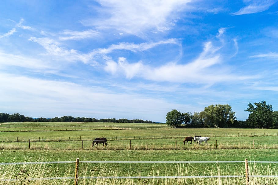 cer, nori, vânt, natură, peisaj, verde, campanie, cer albastru, nor, cai, prerie, animale tematice, nor - cer, camp, pășunat, nici o persoana, plantă, agricultură, șeptel, mediu inconjurator, teren, animale domestice, animal, mamifer, copac, iarbă, intern, grup de animale, animale vertebrate, fermă, erbivor, padoc, în aer liber, cireadă, 2K