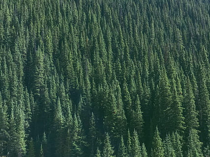 çam okyanusu, hava, fotoğrafçılık, yeşil, ladin ağaçları, orman, çam ağacı, dağ, ağaç, ağaçlar, naturaleza, Arbole, bosque, bitki, doğada güzellik, yeşil renk, huzur, arazi, büyüme, manzaralar - doğa, sakin sahne, insansız, gün, doğa, ormanlık, arka, kentsel olmayan sahne, bolluk, çevre, peyzaj, bütün çerçeve, açık havada, iğne yapraklı ağaç, yaprak dökmeyen ağaç, çam ormanları, 4K, CC0, kamu malı, telif ücretsiz