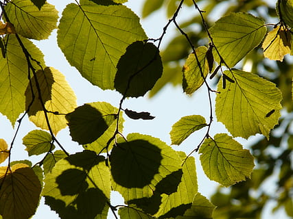 blad, bladeren, achterlicht, okkernoot, hazelnoot, hazelnoot boom, haselnuss bamu blatt, natuur, boom, tak, Bos, groene kleur, seizoen, fabriek, buitenshuis, zomer, achtergronden, versheid, deel van de plant, groei, schoonheid in de natuur, detailopname, dag, geen mensen, kalmte, zonlicht, focus op de voorgrond, bladader, lage hoekweergave, hemel, 2K, CC0, publiek domein, royaltyvrij