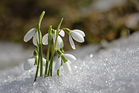 selettivo, fotografia a fuoco, bianca, fiore petalo, primavera, bucaneve, fiore, freschezza, pianta fiorita, pianta, avvicinamento, Colore bianco, bellezza nella natura, petalo, natura, nessuno, messa a fuoco selettiva, vulnerabilità, fragilità, la neve, infiorescenza, testa di fiore, crescita, inverno, all'aperto, 1080P, CC0, dominio pubblico, privo di copyright