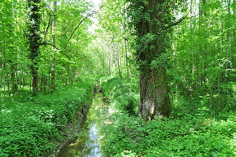 spring, nature, forest, mood, tree, plant, green color, land, beauty in nature, growth, tranquility, scenics - nature, lush foliage, non-urban scene, tranquil scene, foliage, woodland, no people, day, footpath, tree trunk, trunk, outdoors, stream - flowing water, rainforest, flowing water, trail, 4K, CC0, public domain, royalty free