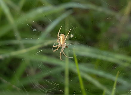 spider, field orbweaver, web, spiderweb, sticky, arachnid, dew drops, close up, creepy, creepy-crawly, afraid, nature, bokeh, larinia borealis, animal themes, animal, animal wildlife, invertebrate, insect, animals in the wild, spider web, close-up, one animal, arthropod, fragility, no people, vulnerability, day, outdoors, focus on foreground, zoology, animal leg, butterfly - insect, 2K, CC0, public domain, royalty free