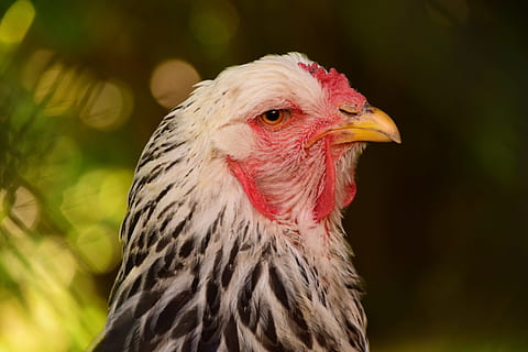 Aussicht, Kopf, schließen, Beachtung, Vogel, Geflügel, Laufen, Landwirtschaft, Tierthemen, Tier, Wirbeltier, ein Tier, Hühnchen - Vogel, Vieh, Haustiere, Nahansicht, Hähnchen, inländisch, Säugetier, Fokus auf den Vordergrund, Tierkörperteil, keine Leute, Tierkopf, Hahn, Natur, männliches Tier, Schnabel, draußen, Profilansicht, Tierauge, 5K, CC0, gemeinfrei, lizenzfrei