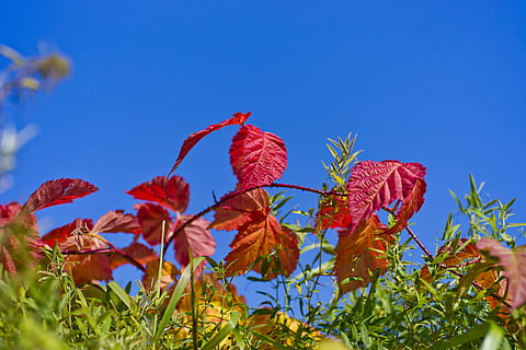 blu, lampone, natura, sfondo, naturale, le foglie, stagione, rosso, ramo, cespuglio, luminosa, contro, bellissimo, design, struttura, luce, fresco, decorativo, ornamento, Siberia, giorno soleggiato, giallo, verde, cielo blu, foresta d'autunno, pianta, fiore, pianta fiorita, cielo, bellezza nella natura, nessuno, freschezza, crescita, avvicinamento, giorno, all'aperto, cielo sereno, ambiente, luce del sole, colore vibrante, paesaggio, foglia, primavera, 5K, CC0, dominio pubblico, privo di copyright