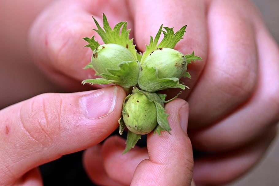 Nüsse, Haselnüsse, Hände, Finger, Haft, Nuss Abbrechen, Märchen, wünsche haben, Wünsche dir etwas, menschliche Hand, Hand, menschliches Körperteil, halten, Essen und Trinken, Lebensmittel, eine Person, grüne Farbe, gesundes Essen, Obst, Frische, Fokus auf den Vordergrund, Wohlbefinden, Nahansicht, gesunder Lebensstil, menschlicher Finger, Tag, Natur, Gartenarbeit, 5K