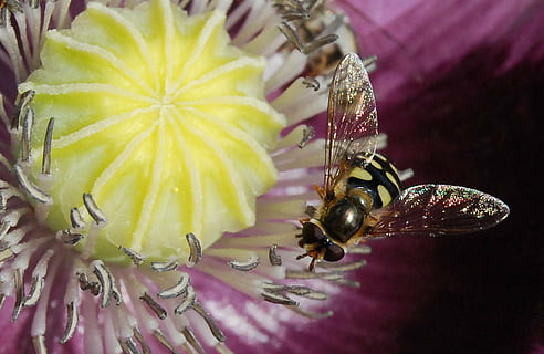 blomsterfluer, perched, hvit, gul, petaled blomst, nærbilde, fotografering, fly, insekt, makro, blomst, flora, fauna, dyreliv, natur, frukt, virvelløse, dyre temaer, dyr, ett dyr, dyr i naturen, blomstrende plante, anlegg, skjønnhet i naturen, petal, ingen folk, Bie, skjørhet, edderkopp, friskhet, arachnid, pollinering, pollen, blomsterhodet, lilla, 4K, CC0, offentlig domene, opphavsrett gratis