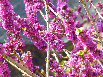 daphne, haju, kukinta, violetti, haara, kasvi, kukka, kevät, keväällä, puutarha, luonto, tymelaea-kasveja, näsiäkasvit, todellinen seidelbast, daphne mezereum, todellinen daphne, tavallinen seidelbast, kellerhals, hauraus, kasvu, alttius, tuoreus, kauneus luonnossa, vaaleanpunainen väri, lähikuva, päivä, ei ihmisiä, kasvitiede, terälehti, valikoiva tarkennus, puu, ulkona, kukka pää, kukkakimppu, liila, 4K, CC0, public domain, rojaltivapaa