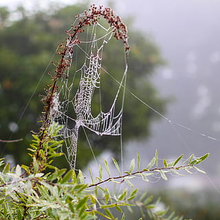 spin, netwerk, spinneweb, dauw, herfst, mist, natuur, spinnenweb, focus op de voorgrond, fabriek, breekbaarheid, detailopname, dag, kwetsbaarheid, geen mensen, dierlijke thema's, schoonheid in de natuur, dier, dieren in het wild, ongewerveld, dierenleven, buitenshuis, groei, één dier, insect, web, ingewikkeldheid, 2K, CC0, publiek domein, royaltyvrij