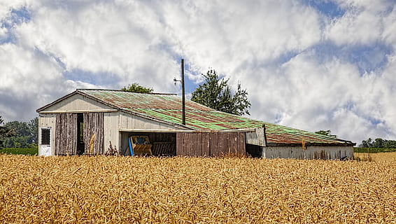 celeiro, rústico, celeiros, ohio, arte digital, rural, cênico, país, campo, cenário, galpão, galpões, Fazenda, fazendas, agricultura, agrícola, casa de fazenda, champaign, município, americana, foto, fotografia, estrutura, Estruturas, sturgell, William Sturgell, conta sturgell, histórico, decoração de casa, prédios, nuvens, céu, árvore, arvores, nublado, céus, ervas daninhas, condado de champaign, urbana, estrutura construída, arquitetura, exterior do edifício, nuvem - céu, cena rural, construção, natureza, edifício agrícola, casa, plantar, panorama, terra, dia, planta de cereais, Distrito residencial, ninguém, ao ar livre, 5K, CC0, domínio público, royalty free