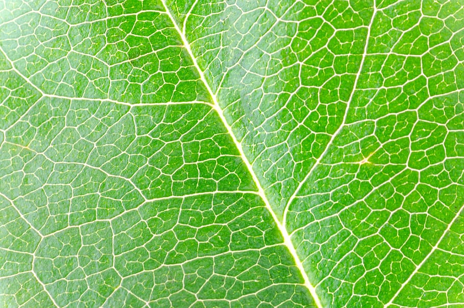 avvicinamento, fotografia, foglia, macro, isolato, verde, natura, bianca, rosa, pianta, sfondo, floreale, albero, flora, colore, bellezza, naturale, nessuno, vena, foto, oggetto, struttura, giardino, ramo, botanica, bellissimo, design, fiore, vita, estate, botanico, biologia, dettaglio, luce, petalo, modello, stagione, biologico, foglie, giardinaggio, freschezza, stelo, asciutto, vivace, erba, fiorire, foglia verde, colore verde, cibo e bevande, parte vegetale, primo piano estremo, vena fogliare, sfondi, cibo, fotogramma intero, bellezza nella natura, all'aperto, mangiare sano, frutta, illuminata, 4K