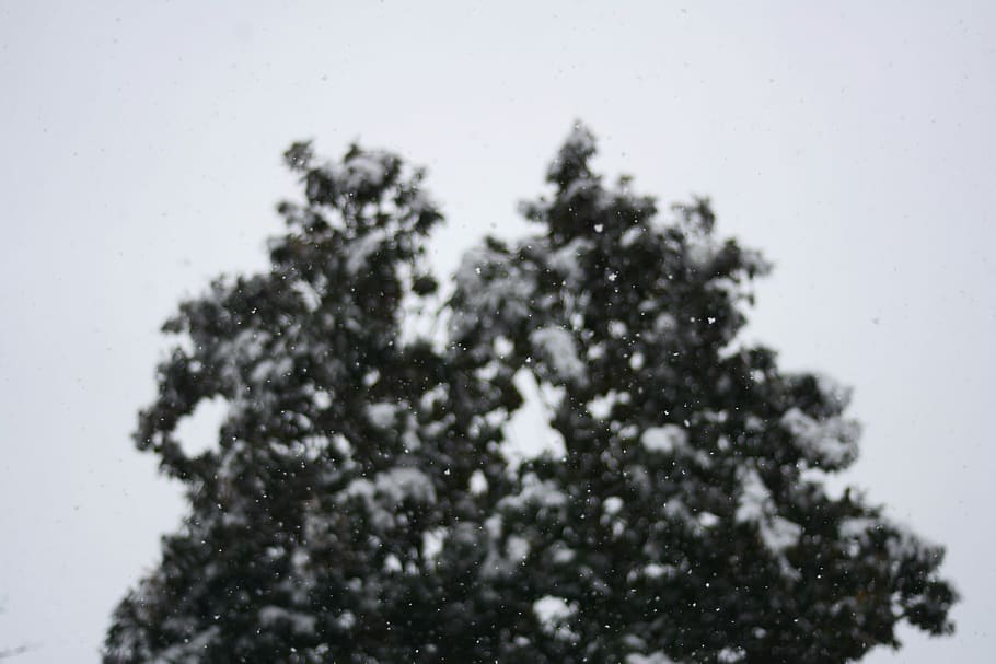 grøn, bladede, træ, dækket, sne, tæt på, Foto, natur, lys, himmel, flake, kold temperatur, vinter, plante, sner, dag, ingen mennesker, skønhed i naturen, lav vinkel visning, udendørs, skyfri himmel, ekstremt vejr, ro, vækst, fokus på forgrunden, scenics - natur, snestorm, nåletræ, 5K