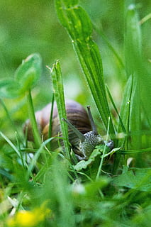 snegl, sonde, natur, skal, dyr, langsomt, snegle skaller, spiralformet, mollusk, overfart, halm, tæt, snegl shell, land snegle, eng, dyr verden, makro, krybdyr, kravle, boliger, væsen, sommer, vilde planter, afdeling, dyreliv, tæt på, grøn farve, slimet, græs, langsom, blad, udendørs, dyr og kæledyr, Brun, et dyr, dyre temaer, selektiv fokusering, plante, vækst, ingen mennesker, dag, havsnegle, hvirvelløse, dyr i naturen, jord, Mark, skønhed i naturen, græsblad, 5K, CC0, offentligt domæne, royaltyfrie