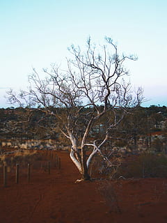 survival, brown, bare, tree, white, sky, daytime, landscape, nature, clay, rugged, branch, outside, wallpaper, blue, orange, post, path, petrified, bush, bare tree, orange and blue, blue sky, plant, land, no people, field, tranquility, tranquil scene, environment, clear sky, scenics - nature, day, non-urban scene, remote, dead plant, outdoors, arid climate, 2K, CC0, public domain, royalty free