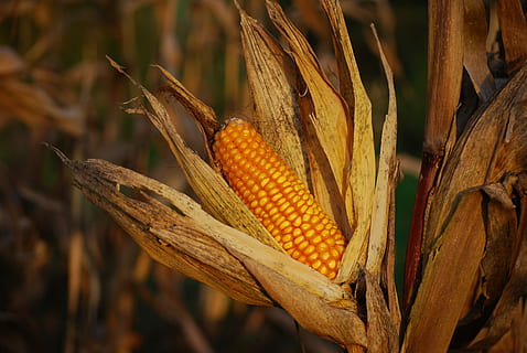 maíz, foto, amarillo, maíz dulce, cosecha, campo, hojas, comida y bebida, planta, comida, cosecha de maíz, de cerca, maíz en la mazorca, naturaleza, centrarse en primer plano, vegetal, agricultura, cultivo, día, alimentación saludable, nadie, planta de cereal, bienestar, al aire libre, comida vegetariana, 4K, CC0, dominio público, libre de derechos