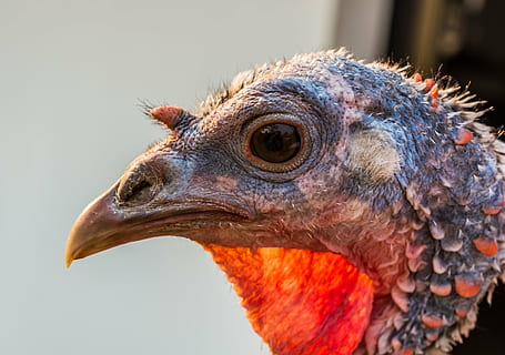 Truthahn, Vogel, ein Tier, Tierthemen, Tier, Tierkörperteil, Nahansicht, Wirbeltier, Tierkopf, Tierwelt, Seitenansicht, Schnabel, keine Leute, Tiere in freier Wildbahn, Fokus auf den Vordergrund, Profilansicht, Porträt, Natur, Tag, Raubvogel, Tierauge, Tierhals, 5K, CC0, gemeinfrei, lizenzfrei