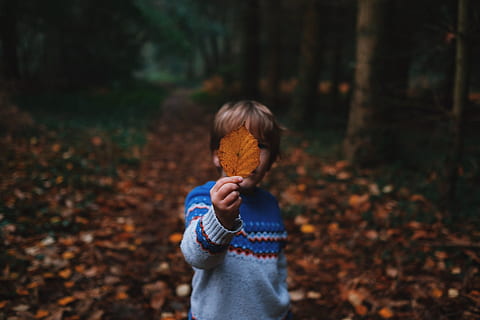 Junge, halten, braun, getrocknet, Blatt, Baum, Pflanze, fallen, Natur, draussen, Reise, Menschen, Kind, Herbst, eine Person, Wald, Land, Kindheit, Pflanzenteil, Fokus auf den Vordergrund, echte Menschen, Tag, Vorderansicht, Legere Kleidung, Lebensstile, Taille hoch, Stehen, Veränderung, verdecktes Gesicht, Hand, draußen, Unschuld, 2K, CC0, gemeinfrei, lizenzfrei