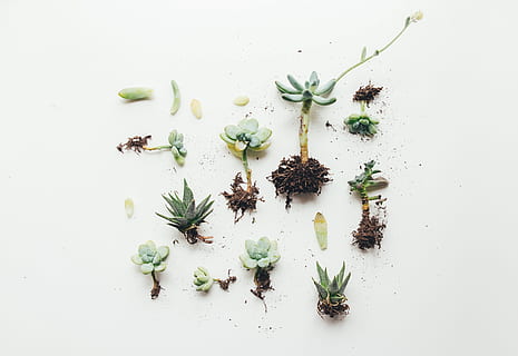 flad, lægge, Foto, saftige, plante, grøn, planter, hvid, etage, forår, tid, minimal, rod, flatlay, natur, urt, grøn farve, tæt på, urtemedicin, hvid baggrund, alternativ medicin, sundhedspleje og medicin, studio skud, mad og drikke, mad, friskhed, høj vinkel visning, indendørs, ingen mennesker, stilleben, velvære, sund kost, direkte over, vækst, stor gruppe af objekter, blomst, valg, variation, 4K, CC0, offentligt domæne, royaltyfrie