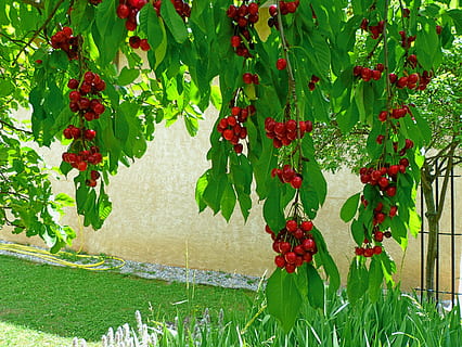 fruct, pomi fructiferi, cireșe, ramuri, frunze, roșu, grădină, Colectie, recolta, plantă, creştere, parte a plantelor, mâncat sănătos, Culoarea verde, frumusețe în natură, mancare si bautura, natură, prospeţime, alimente, boabe de fructe, copac, zi, nici o persoana, floare, planta cu flori, în aer liber, copt, 2K, CC0, domeniu public, fără drepturi de autor