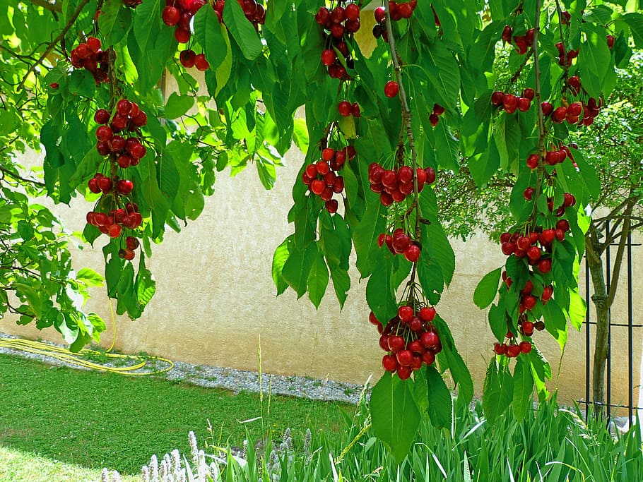 fruct, pomi fructiferi, cireșe, ramuri, frunze, roșu, grădină, Colectie, recolta, plantă, creştere, parte a plantelor, mâncat sănătos, Culoarea verde, frumusețe în natură, mancare si bautura, natură, prospeţime, alimente, boabe de fructe, copac, zi, nici o persoana, floare, planta cu flori, în aer liber, copt, 2K