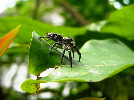 păianjen, tarantula, negru, frunze, verde, macro, parte a plantelor, animale tematice, insectă, nevertebrat, animal, animale sălbatice, animale în sălbăticie, un animal, a închide, natură, Culoarea verde, furnică, plantă, nici o persoana, să se concentreze asupra primelor elemente, în aer liber, zi, animal aripă, 2K, CC0, domeniu public, fără drepturi de autor