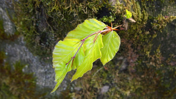 primăvară, fag de fag, mușchi, trunchi de copac, insectă, nevertebrat, a închide, parte a plantelor, frunze, un animal, animale sălbatice, natură, animale în sălbăticie, Culoarea verde, animale tematice, să se concentreze asupra primelor elemente, animal, zi, plantă, nici o persoana, frumusețe în natură, în aer liber, creştere, animal aripă, 4K, CC0, domeniu public, fără drepturi de autor