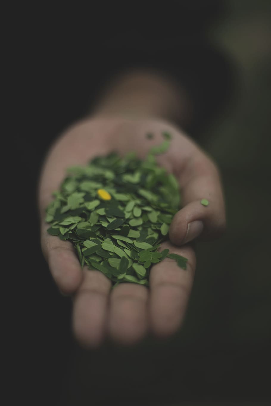 persona, celebració, tamarinde, fulles, verd, palmell, fulles verdes, mà humana, medi ambient, color verd, naturalesa, conservació del medi ambient, gent, planta, part del cos humà, una persona, mà, enfocament selectiu, persones reals, part del cos, dit humà, dit, a l'interior, primer pla, tir de l'estudi, estils de vida, vulnerabilitat, frescor, fons negre, petit, mans en copa, extremitat humana, trèvol, 2K