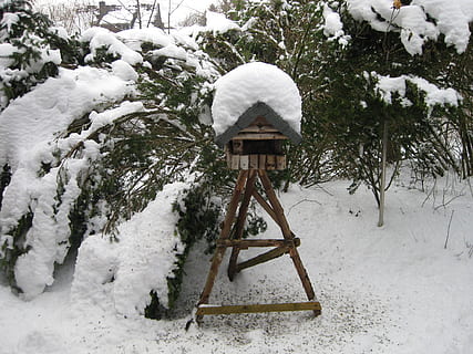 fugl, vinter, voliere, sne, fodring, kold temperatur, hvid farve, natur, plante, dækker, træ, dag, Mark, ingen mennesker, skønhed i naturen, jord, Frosset, ro, scenics - natur, vækst, sner, rolig scene, snedækket bjerg, 2K, CC0, offentligt domæne, royaltyfrie