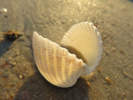 nærbillede foto, kammusling shell, muslingeskal, makro, strand, skal, naturlig, mollusk, kammusling, kyst, ocean, struktur, hvid, hav liv, et dyr, dyre temaer, dyr i naturen, sand, tæt på, ingen mennesker, hav, dyreliv, dyr, jord, natur, dag, dyreskal, marine, skønhed i naturen, udendørs, undersøiske, 5K, CC0, offentligt domæne, royaltyfrie