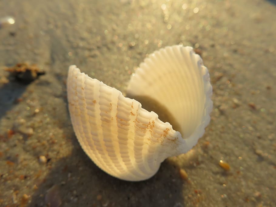 nærbillede foto, kammusling shell, muslingeskal, makro, strand, skal, naturlig, mollusk, kammusling, kyst, ocean, struktur, hvid, hav liv, et dyr, dyre temaer, dyr i naturen, sand, tæt på, ingen mennesker, hav, dyreliv, dyr, jord, natur, dag, dyreskal, marine, skønhed i naturen, udendørs, undersøiske, 5K