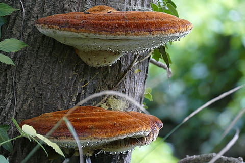 zwei, braun, Pilze, Baum, Agaric, Pilz, Feuchtigkeit, fallen, Natur, Nahansicht, Lebensmittel, Essen und Trinken, Fokus auf den Vordergrund, keine Leute, Frische, Pflanze, Tag, Wachstum, Gemüse, Brot, draußen, Wohlbefinden, Pflanzenteil, gesundes Essen, vegetarisches Essen, 5K, CC0, gemeinfrei, lizenzfrei
