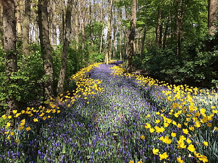 geel, bloemen, lavendel, Purper, verkoolde bloemen vormen pad, bomen, dag, bloem, boom, Bos, gras, platteland, wolk, buitenshuis, natuur, bochtig, overwoekerd, pad, toenemen, fabriek, bloeiende plant, schoonheid in de natuur, groei, land-, versheid, kwetsbaarheid, breekbaarheid, geen mensen, kalmte, bos-, scenics - natuur, boomstam, bloemenbed, 1080P, CC0, publiek domein, royaltyvrij
