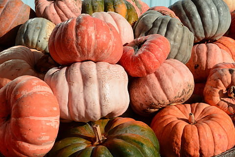 pumpkins, patch, orange, halloween, harvest, fall, autumn, farm, thanksgiving, vegetable, agriculture, squash, pumpkin patch, october, outdoors, gardening, food and drink, food, healthy eating, freshness, pumpkin, wellbeing, large group of objects, abundance, market, no people, retail, day, full frame, high angle view, orange color, raw food, choice, close-up, market stall, organic, ripe, 5K, CC0, public domain, royalty free