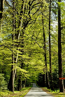 la carretera, árbol, bosque, paisaje, asfalto, ruta, verde, campo, viaje, pintoresco, naturaleza, color verde, crecimiento, día, tranquilidad, nadie, belleza en la naturaleza, al aire libre, planta, dirección, el camino a seguir, tierra, escena tranquila, sendero, escena no urbana, tronco de arbol, paisajes - naturaleza, el maletero, 4K, CC0, dominio público, libre de derechos