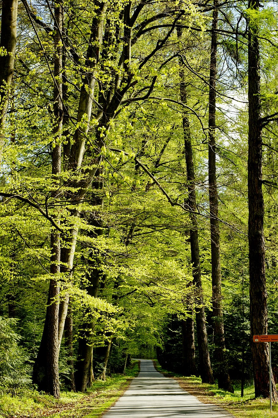 strada, albero, foresta, paesaggio, asfalto, itinerario, verde, campagna, viaggio, pittoresco, natura, colore verde, crescita, giorno, la tranquillità, nessuno, bellezza nella natura, all'aperto, pianta, direzione, la strada davanti, terra, scena tranquilla, sentiero, scena non urbana, tronco d'albero, scenics - natura, tronco, bosco, 4K