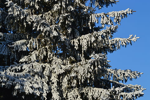 abete, albero, la neve, inverno, cielo blu, freddo, foresta, ambiente, boschi, conifera, natura, abete rosso, nessuno, cielo, giorno, temperatura fredda, bellezza nella natura, Inquadratura dal basso, pianta, blu, formazione rocciosa, la tranquillità, destinazioni di viaggio, all'aperto, montagna, luce del sole, cielo sereno, albero di conifere, 5K, CC0, dominio pubblico, privo di copyright