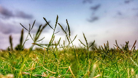 fotografi jarak dekat, rumput, mengaburkan, merapatkan, awan, langit mendung, Fajar, lingkungan Hidup, bidang, fokus, pertumbuhan, halaman rumput, alam, fotografi alam, pedesaan, menanam, warna hijau, langit, tanah, tidak ada orang, keindahan di alam, awan - langit, ketenangan, hari, di luar rumah, pemandangan, kesegaran, fokus selektif, fokus pada latar depan, bilah rumput, 5K, CC0, domain publik, bebas royalti