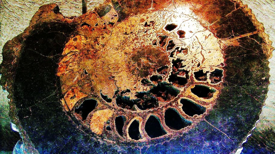 fosilní, ulita, obří, detail, nikdo, vzor, den, kost, otvor, špína, Příroda, venku, přímo nad, celý rám, texturou, stálý život, pole, vysoký úhel pohledu, starý, přírodní vzor, 1080P