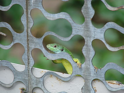 Eidechse, Minidrakon, neugierige Eidechse, Tierthemen, Tier, Tierwelt, Wirbeltier, Reptil, Tiere in freier Wildbahn, keine Leute, ein Tier, Fokus auf den Vordergrund, Tag, Natur, grüne Farbe, draußen, Nahansicht, Tierkörperteil, Pflanze, Muster, Kommunikation, Metall, 2K, CC0, gemeinfrei, lizenzfrei