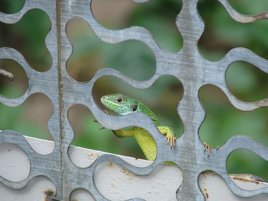 lucertola, minidrakon, lucertola curiosa, temi animali, animale, fauna selvatica, vertebrato, rettile, animali allo stato selvatico, nessuno, un animale, concentrarsi sulle conoscenze acquisite, giorno, natura, colore verde, all'aperto, avvicinamento, parte del corpo animale, pianta, modello, comunicazione, metallo, 2K